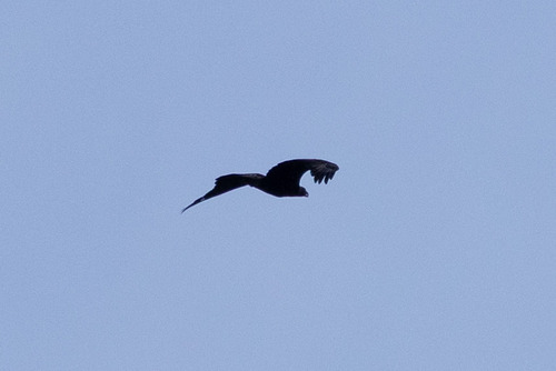Steinadler