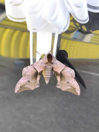 Eyed Hawkmoth