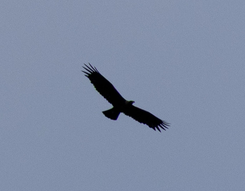 Steinadler