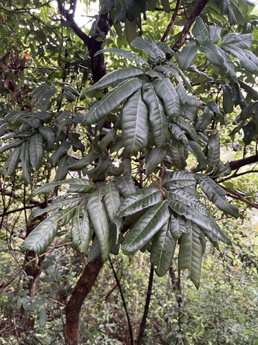 Longan