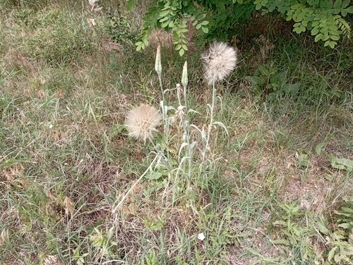 Yellow Salsify