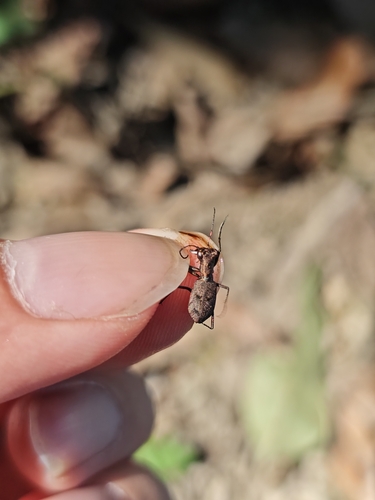 Cylindera delavayi