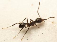 Pheidole capensis