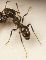 Pheidole capensis