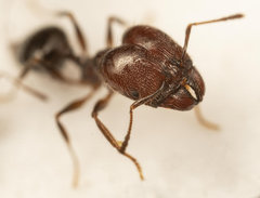 Pheidole capensis