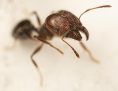 Pheidole capensis