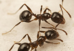Pheidole capensis