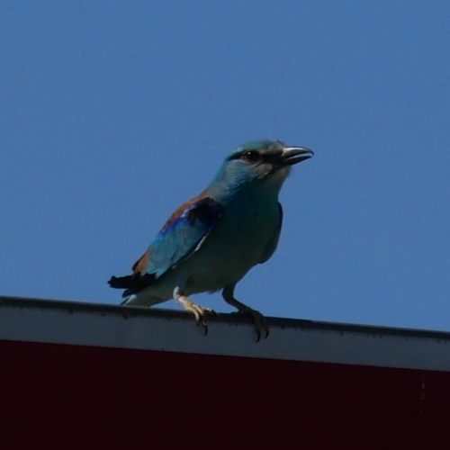 European Roller