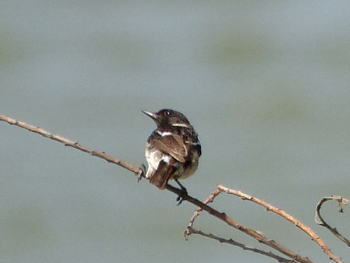 European Stonechat