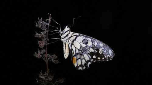 Chequered Swallowtail
