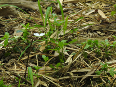 Leptosia nina niobe