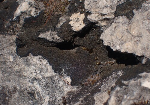 Placynthium nigrum