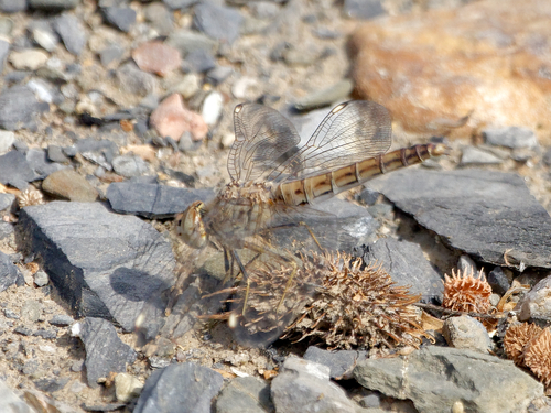Northern Banded Groundling