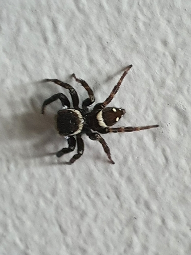 Adanson's House Jumper