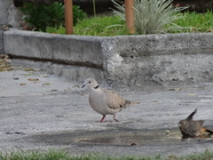 Streptopelia decaocto