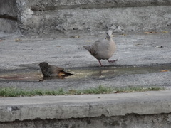 Streptopelia decaocto
