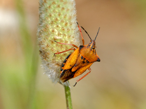 Carpocoris mediterraneus atlanticus