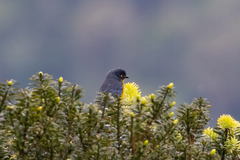 Anisognathus lacrymosus