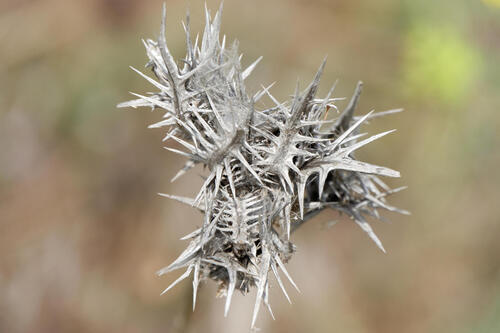 spotted golden thistle