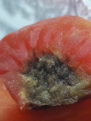 Phytophthora infestans