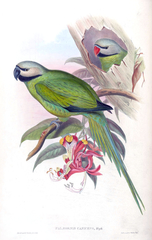 Nicobar Parakeet photo 3