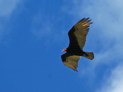 Lesser Yellow-Headed Vulture photo 4