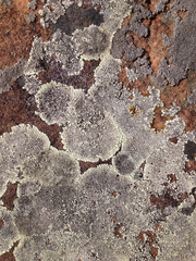 Dimelaena