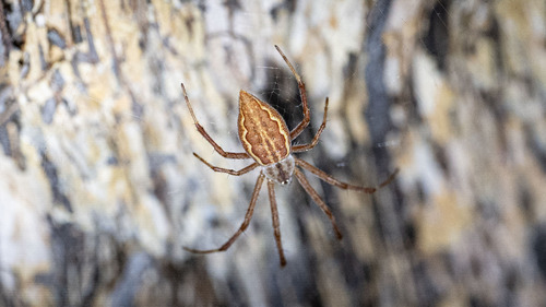 Bark-hugging Saint Andrew's Cross Spider