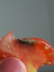 Phytophthora infestans