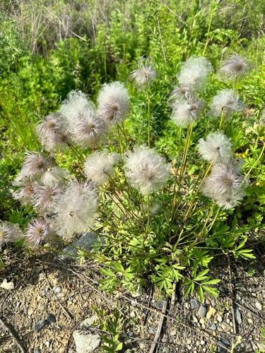 Pulsatilla dahurica