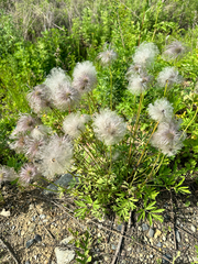 Pulsatilla dahurica