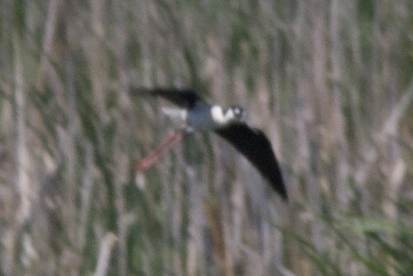 Black-necked Stilt