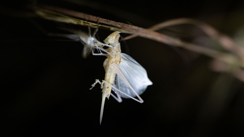 Common Tree Crickets