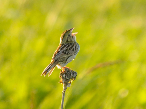 Henslow's Sparrow (Centronyx henslowii), photo 4