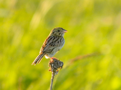 Henslow's Sparrow (Centronyx henslowii), photo 5