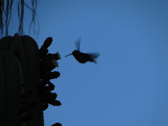 Cynanthus latirostris