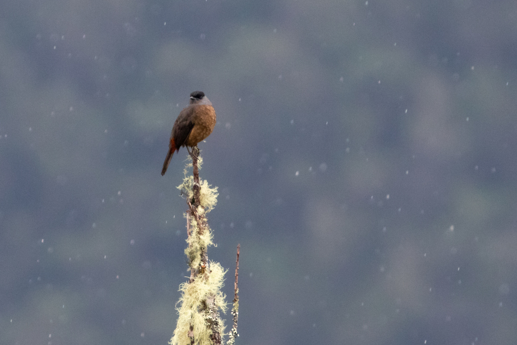 Bay-vented Cotinga