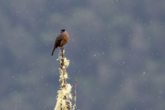 Doliornis sclateri