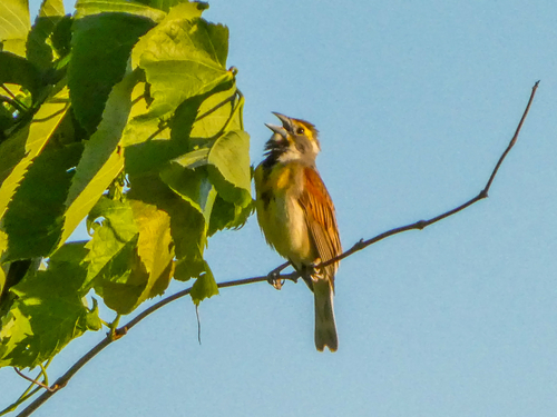 Dickcissel