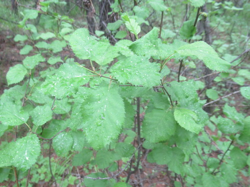 Japanese bog birch (Betula fruticosa)