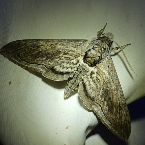 Five-spotted Hawk Moth