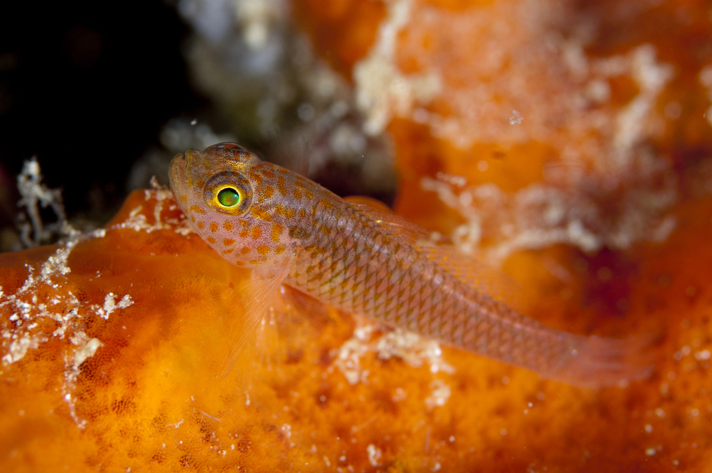 Meshed Pygmygoby