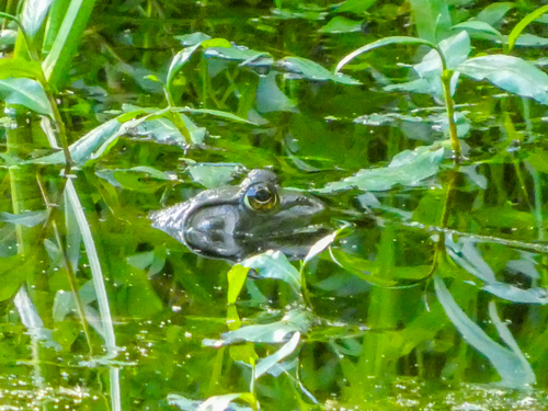 American Bullfrog