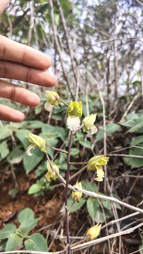 Eulophia nuda observed 2026-06-13