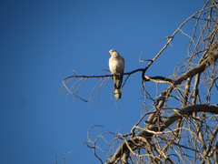 Streptopelia decaocto