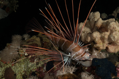Pterois cincta