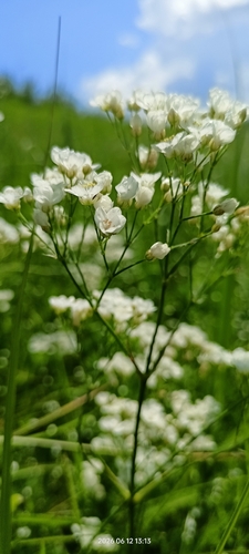 Eremogone longifolia, photograph 5