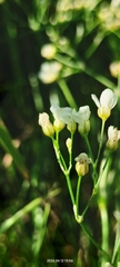 Eremogone longifolia, photograph author not stated, no rights reserved