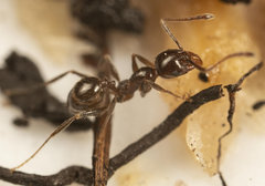 Pheidole capensis