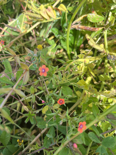 scarlet pimpernel